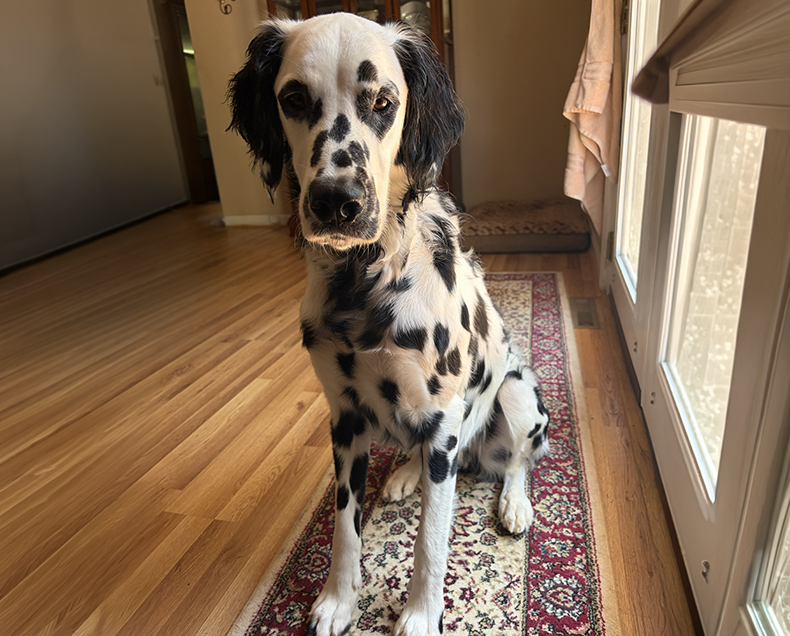 Archie